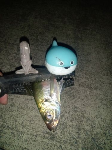 マアジの釣果