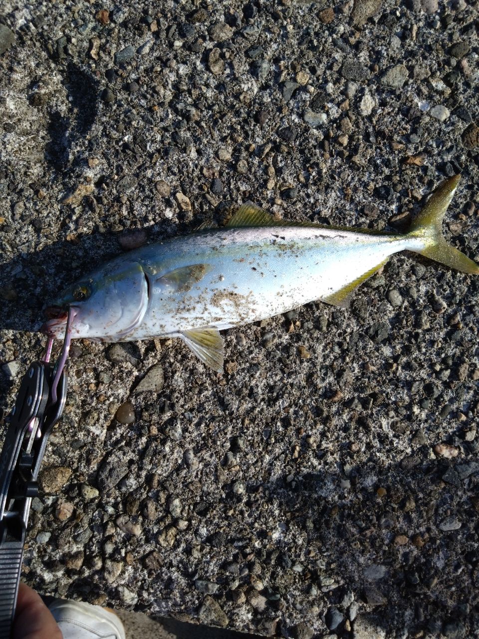 初心者竿師 さんの 2025年08月15日のツバイソの釣り・釣果情報