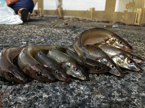キスの釣果