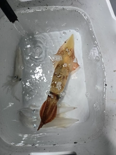 ケンサキイカの釣果