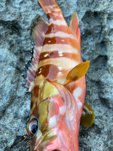 アカハタの釣果