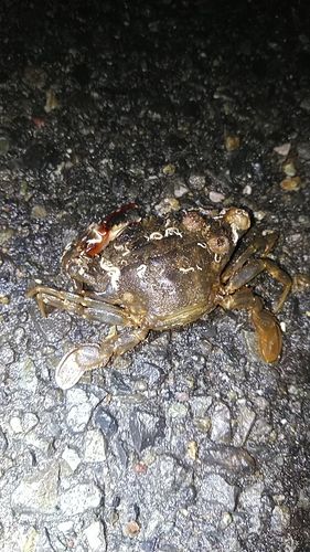 ワタリガニ