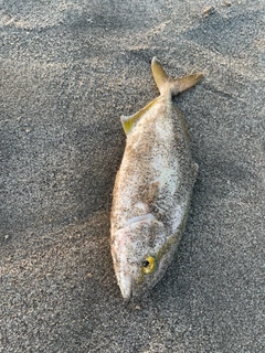 ショゴの釣果