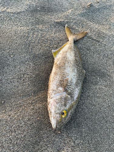 ショゴの釣果