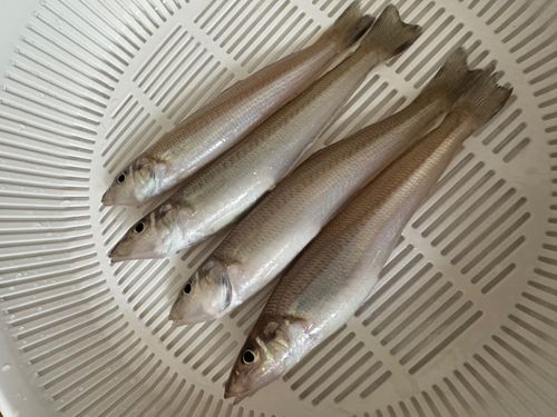 キスの釣果
