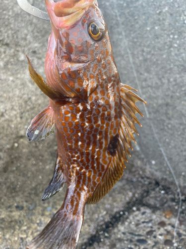 キジハタの釣果