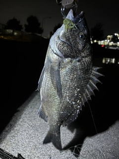 チヌの釣果