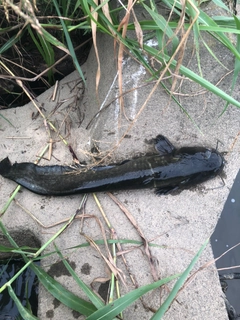 ナマズの釣果