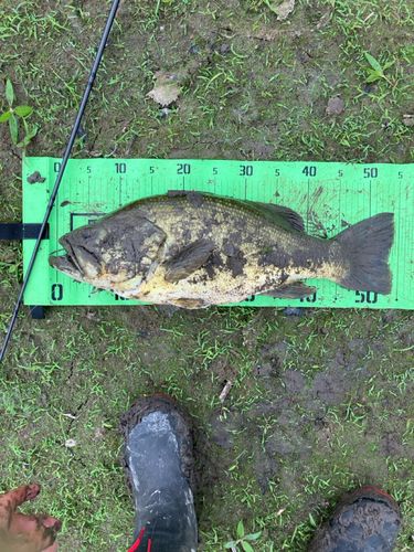 ブラックバスの釣果