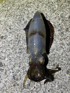 アオリイカの釣果