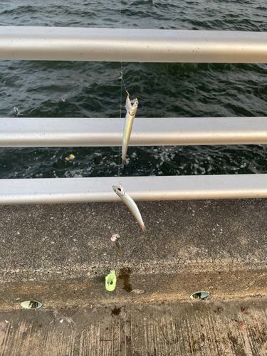 カタクチイワシの釣果