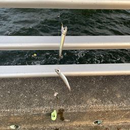 カタクチイワシ