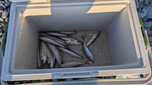 サバの釣果