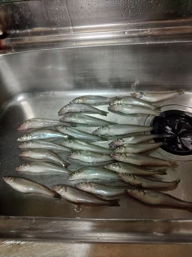 シロギスの釣果