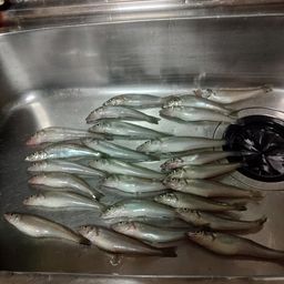 シロギス