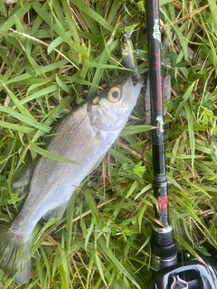 セイゴ（ヒラスズキ）の釣果