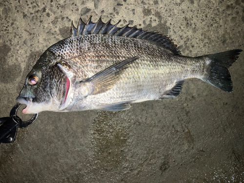 チヌの釣果