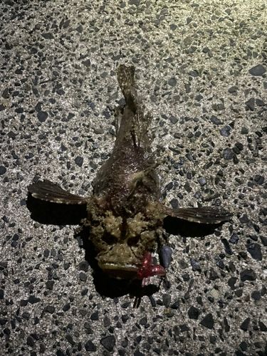 オニオコゼの釣果