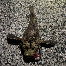 オニオコゼ