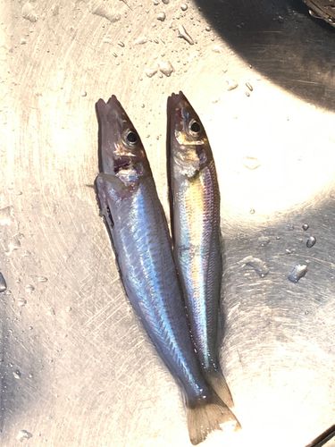 キスの釣果