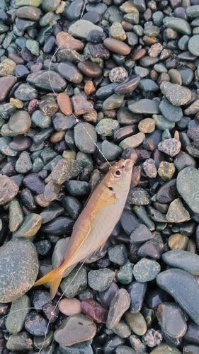 釣果