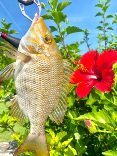 ハマフエフキの釣果