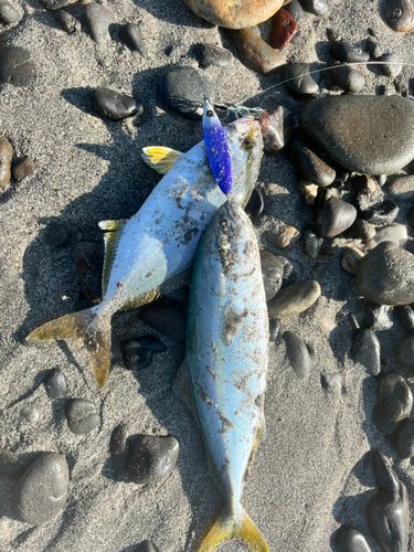 ショゴの釣果