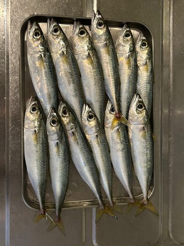 サバの釣果