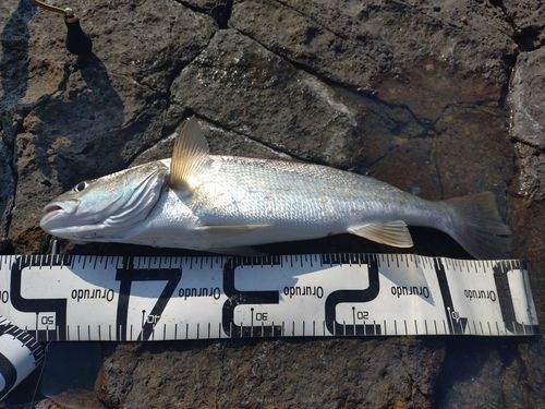 ニベの釣果