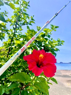 エソの釣果