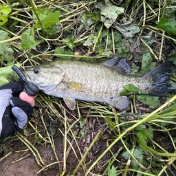 スモールマウスバス