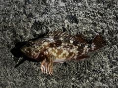 ガシラの釣果
