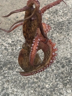 タコの釣果