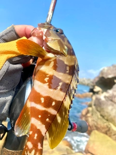 アカハタの釣果