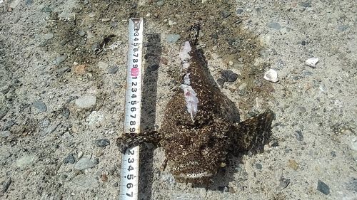 オニオコゼの釣果