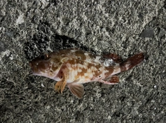 ガシラの釣果