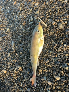 ツバスの釣果