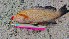 オオモンハタの釣果