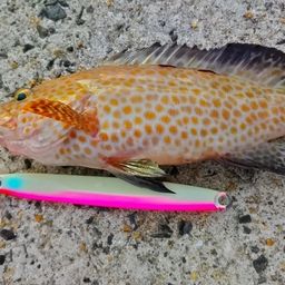 オオモンハタ