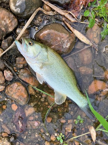 ブラックバスの釣果