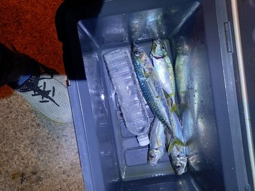 マアジの釣果