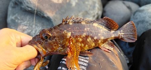 カサゴの釣果