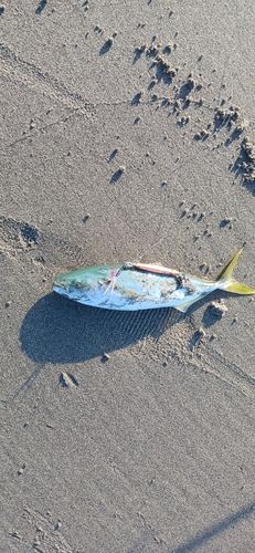 ショゴの釣果
