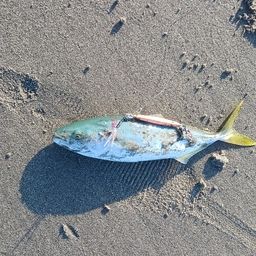 ショゴ