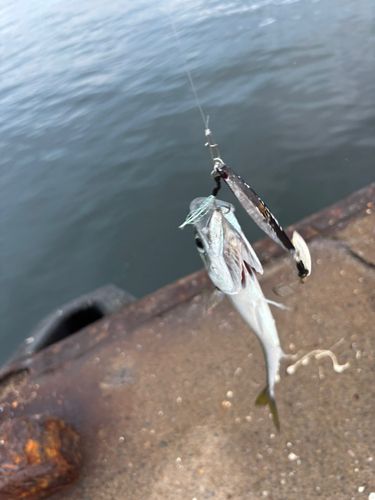 サバの釣果