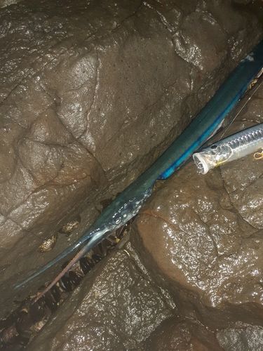 ダツの釣果