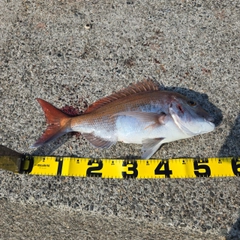 タイの釣果