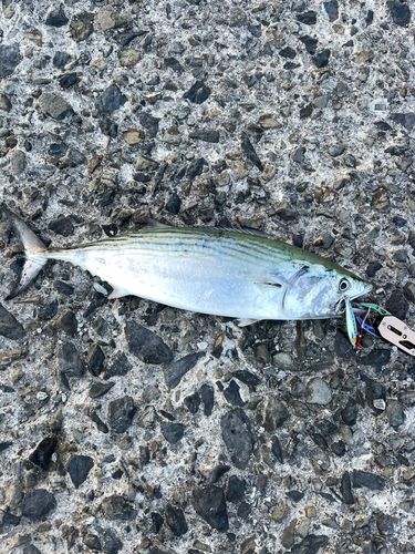 ハガツオの釣果