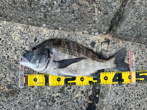 クロダイの釣果