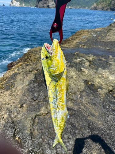 シイラの釣果